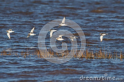 Grey Plover, Pluvialis squatarola Stock Photo