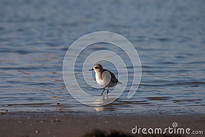 Grey Plover Stock Photo