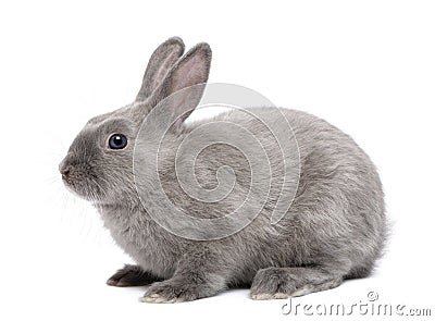 Grey Rabbit Stock Photo