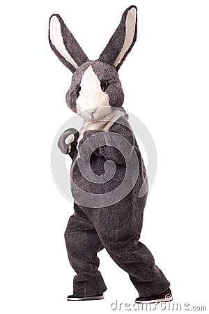 Grey rabbit Stock Photo