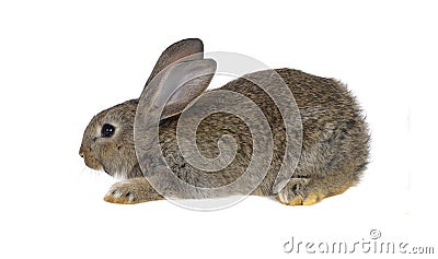 Grey rabbit Stock Photo