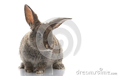 Grey Rabbit Stock Photo