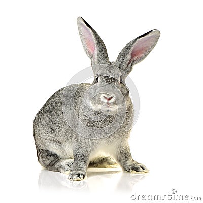 Grey rabbit Stock Photo