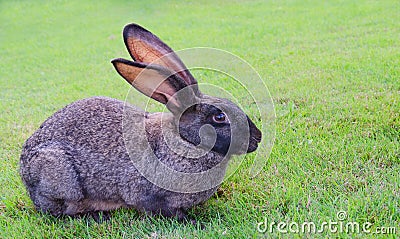 Grey rabbit sits on the green grass Stock Photo