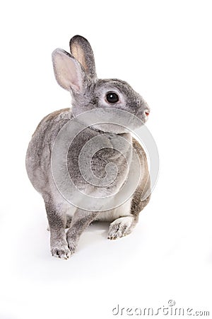 Grey rabbit sitting Stock Photo