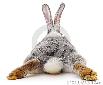 Grey rabbit. Stock Photo