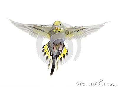 Grey rainbow Budgeriar bird flying wings spread Stock Photo