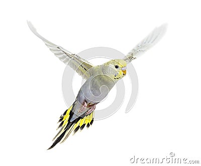Grey rainbow Budgeriar bird flying wings spread Stock Photo