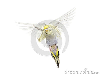 Grey rainbow Budgerigar bird flying wings spread Stock Photo