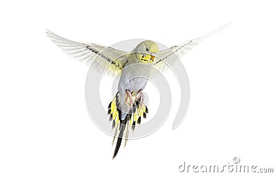 Grey rainbow Budgerigar bird flying wings spread Stock Photo