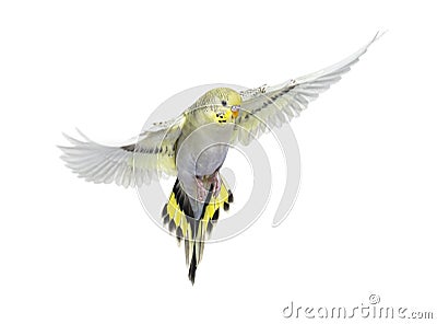 Grey rainbow Budgerigar bird flying wings spread Stock Photo