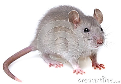 Grey rat Stock Photo
