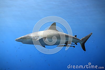 Grey Reef Shark Stock Photo