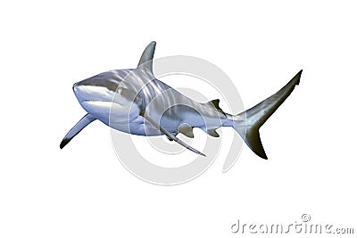 Grey Reef Shark Stock Photo