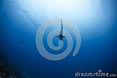 Grey reef shark Carcharhinus Amblyrhynchos Stock Photo