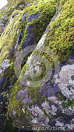 Grey Rock Covered with Green Moss Stock Photo