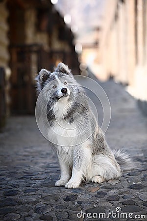 Grey samoyed Stock Photo