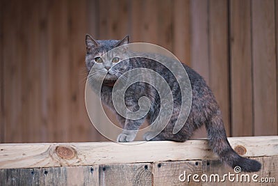 Grey Scottish cat in the village. Beautiful Scottish straight cat on a wooden Board Stock Photo