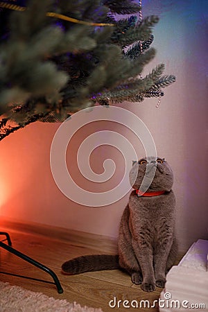 Grey Scottish-Fold curious cat looks at spruce Artificial New Year Tree near fireplace at home Stock Photo