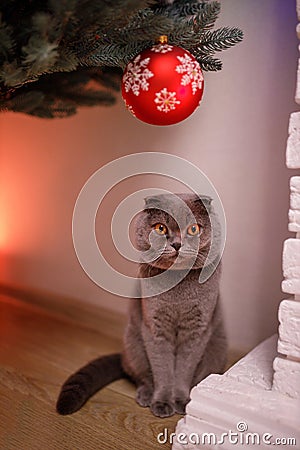 Grey Scottish-Fold curious cat looks at spruce New Year Tree near fireplace at home in the evening. Stock Photo