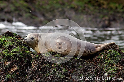 Grey Seal Stock Photo