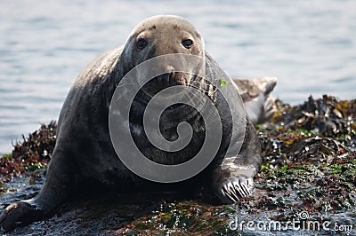 Grey Seal Stock Photo