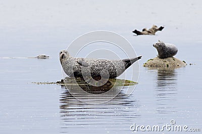 Grey Seal Stock Photo