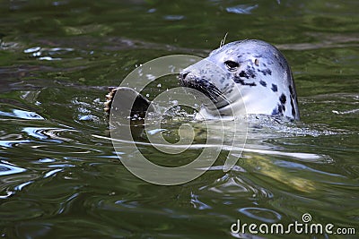 Grey seal Stock Photo