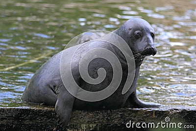 Grey seal Stock Photo