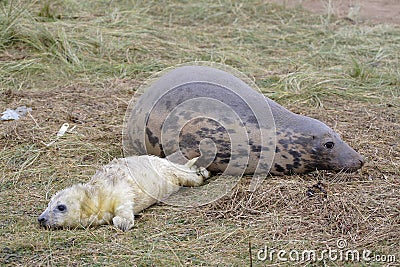 Grey Seal Stock Photo