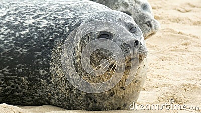 Grey Seal Enjoying Time on the Beach Stock Photo