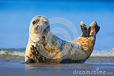 Grey Seal, Halichoerus grypus, detail portrait in the blue water. Seal with blue wave in the background. Animal in the nature sea Stock Photo