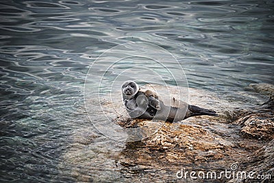 Grey Seal (Halichoerus grypus) Pup Helgoland Germany Stock Photo