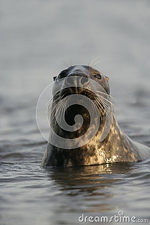 Grey seal, Halichoerus grypus Stock Photo