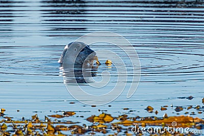 Grey Seal playing with a Seaweed near Hvammstangi, North Iceland Stock Photo