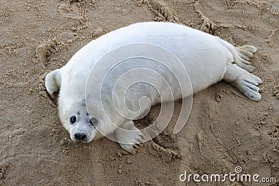 Grey Seal pup Stock Photo