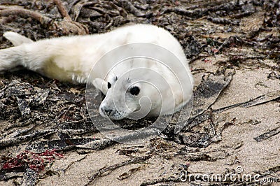 Grey Seal Pup Stock Photo