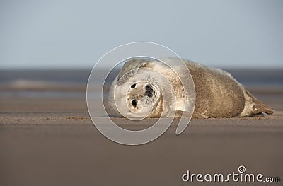 Grey Seal Pup Stock Photo