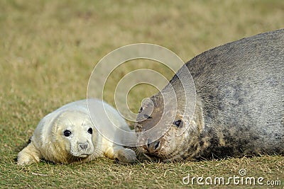 Grey Seal with pup Stock Photo