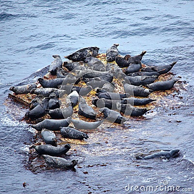Grey Seal rookery Stock Photo