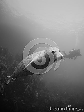 Grey seals in the Farne Islands Stock Photo