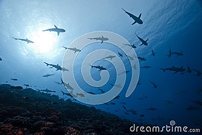 Grey shark Carcharhinus Amblyrhinchos Stock Photo