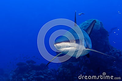 A grey shark jaws ready to attack underwater close up portrait Stock Photo