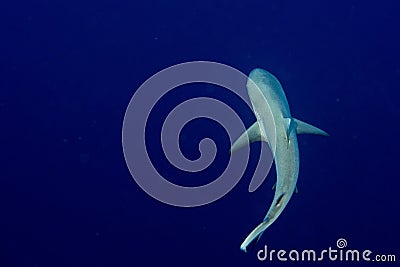 Grey shark ready to attack underwater in the blue view from the top Stock Photo