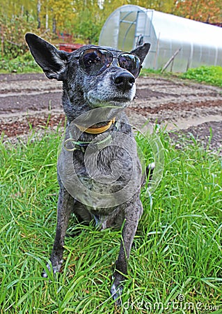 Grey shepherd dog Stock Photo