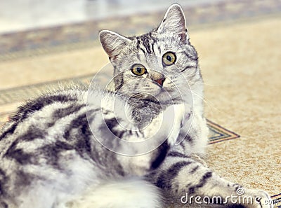 Playful Grey Short Hair Cat Gazing into Camera Stock Photo