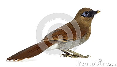 Grey Sided Laughingthrush isolated on white Stock Photo