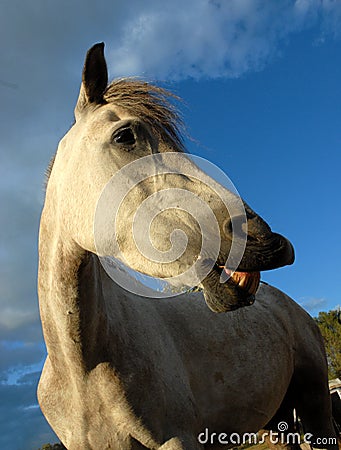 Grey smiling horse Stock Photo