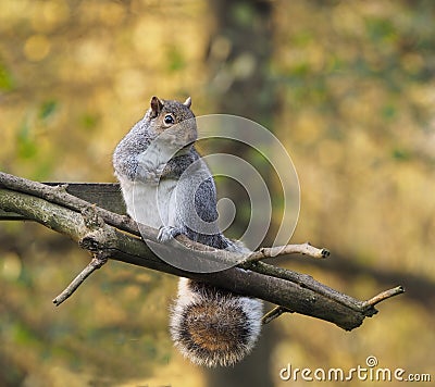 Grey Squirel sitting on a perch. Stock Photo