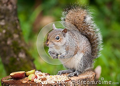 Grey Squirrel Stock Photo